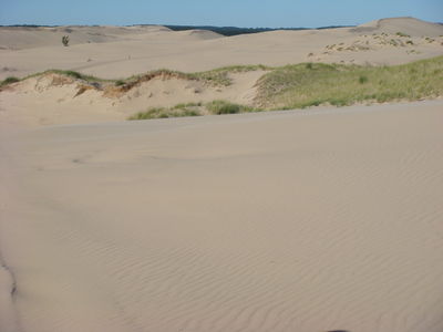 Riding on the Sand Dunes
On a Mac Wood's dune ride.  Looking eastward.  (Taken Friday, July 20.)

