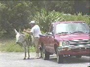 A man and his mule