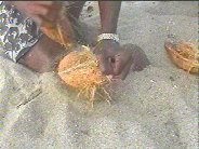Shelling the coconut