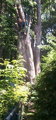 Tree trimming