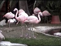 Flamingo's flamingos